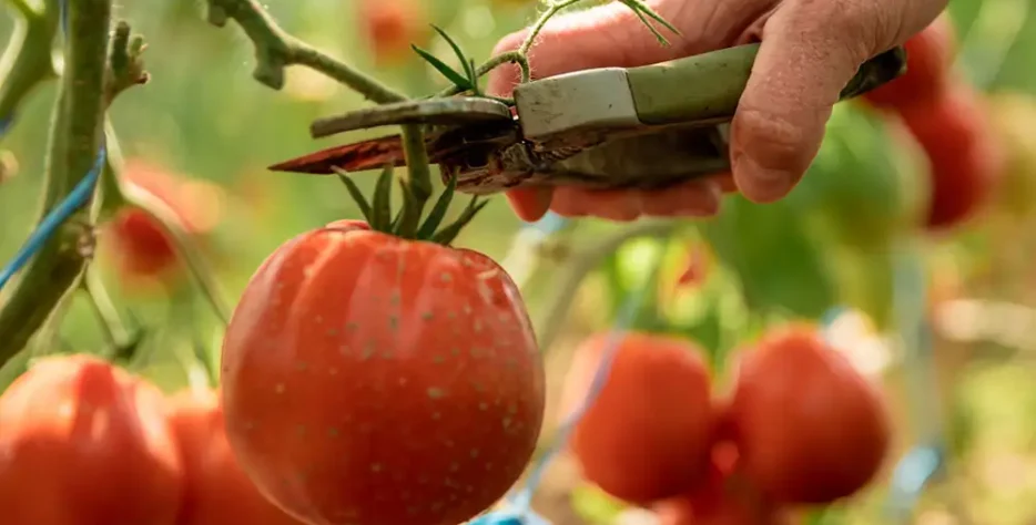 We grow fresh, organic produce using clean methods that protect nature, healthy food.